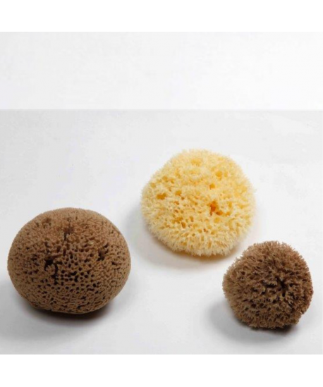 Honey Comb - Mediterranean Sea Sponge